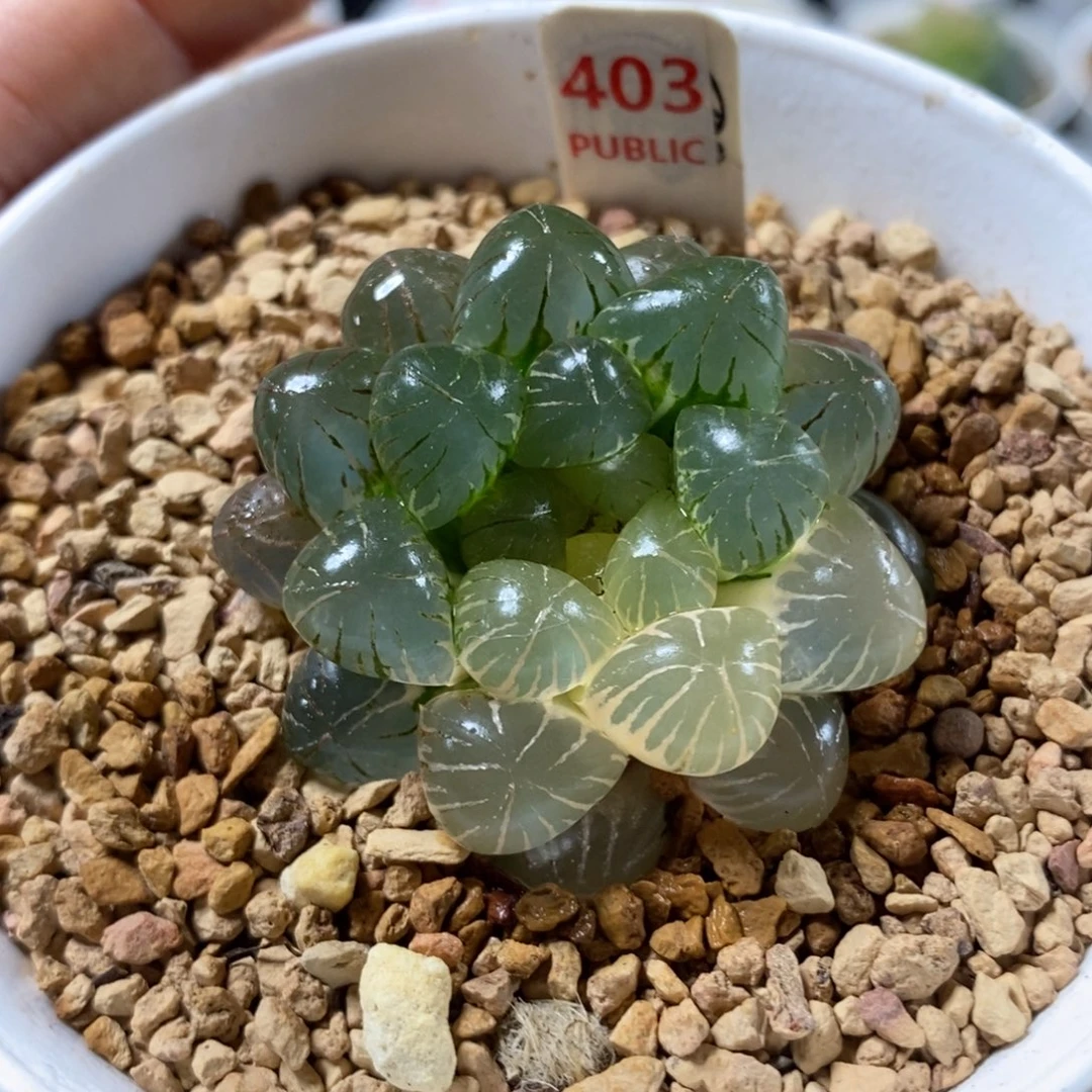 403姬玉露锦一物一图