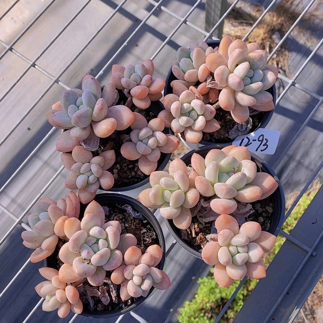 12-93- 福利香水群微瑕一颗 量拍