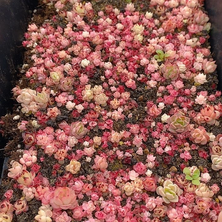 268 多肉植物盆栽花卉植物