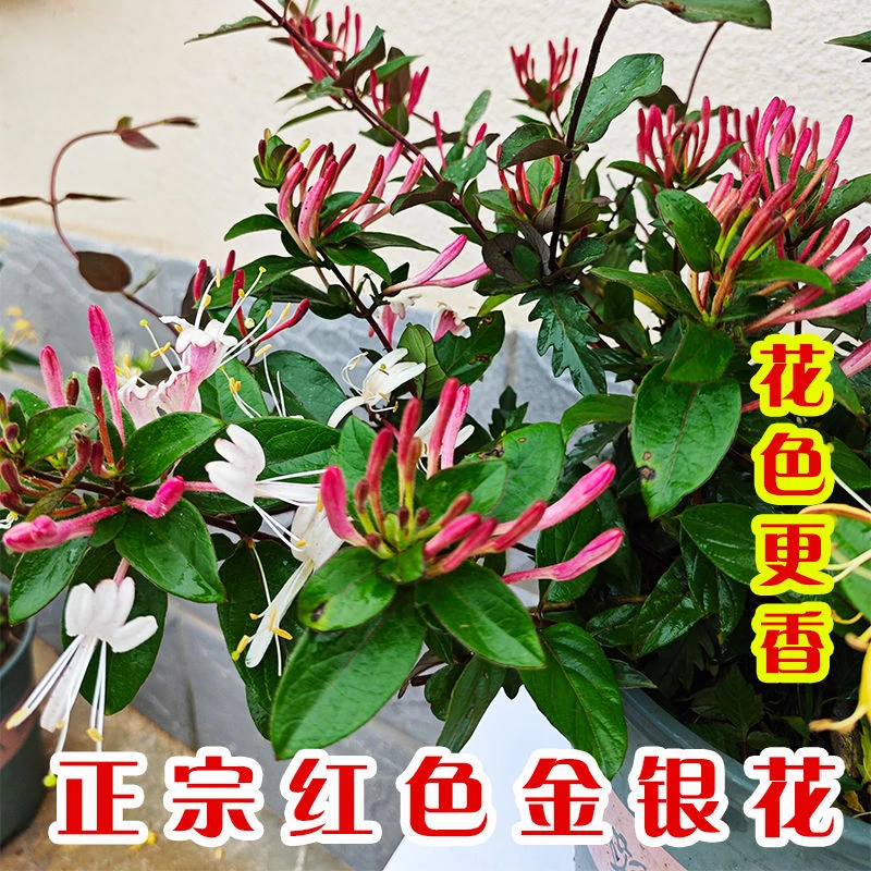【树形】多彩红色金银花盆栽地栽阳台庭院开花浓香好闻驱蚊盆栽
