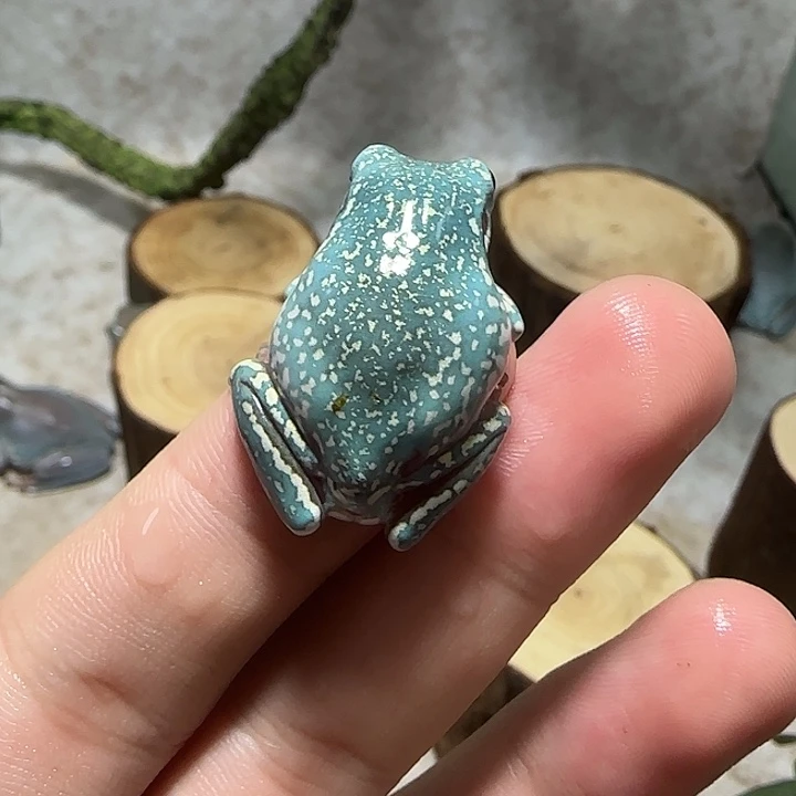 老爷树蛙1 魔鬼蓝满金暴雪