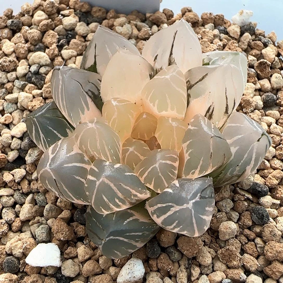 306号紫王玉露锦一物一拍带盆土