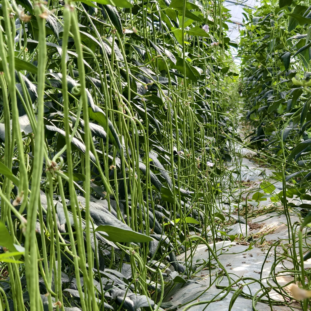 高产飞天豇豆蔬菜草籽半枝莲种子耐低温三棱草图片豨莶草籽