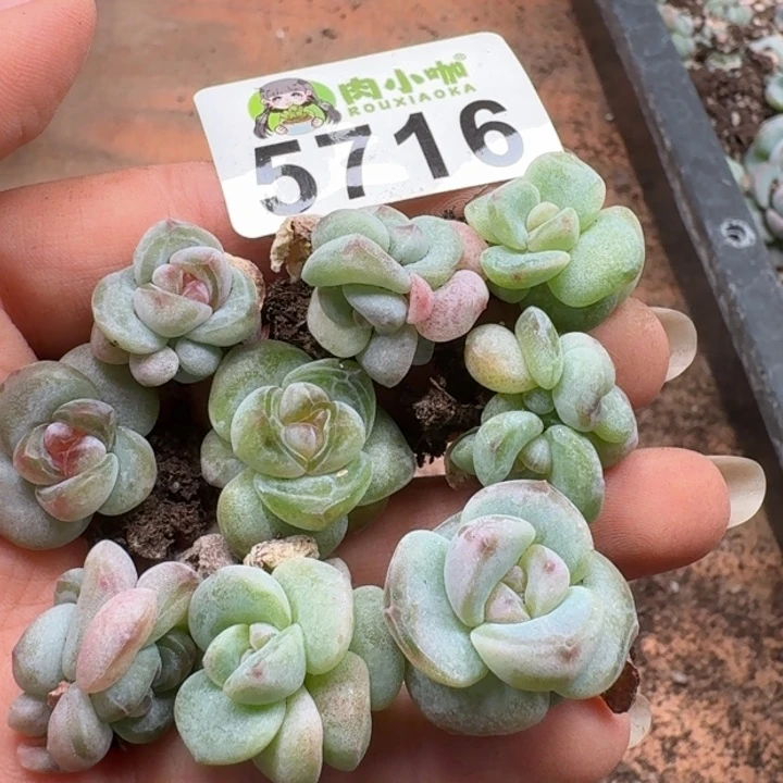 多肉植物多肉植物