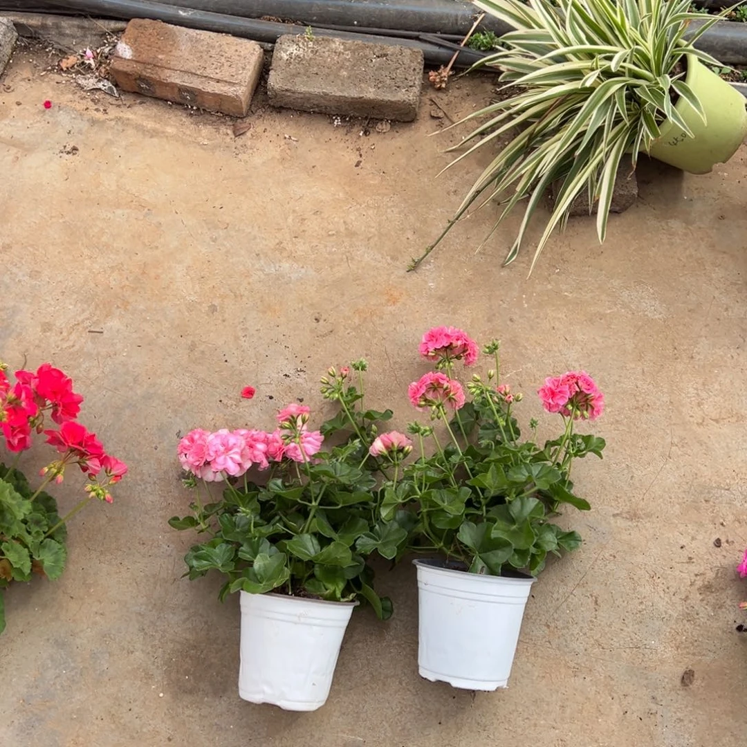 桂***苏完全开放糖果加粉女巫