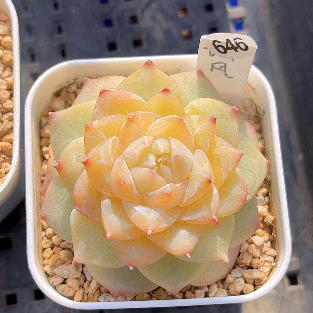 646一物一拍 瑶风