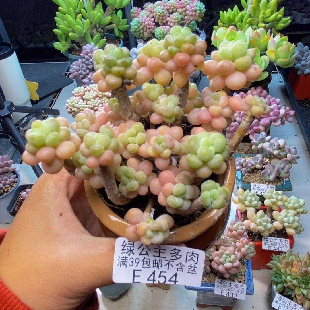 454花朵鱼子酱多肉7c m