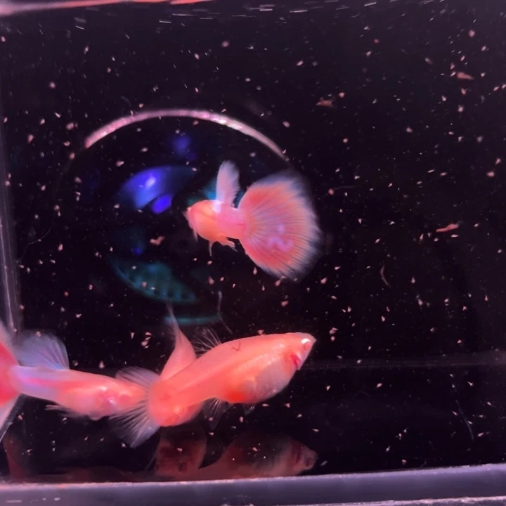 孔雀鱼天使彩虹2对