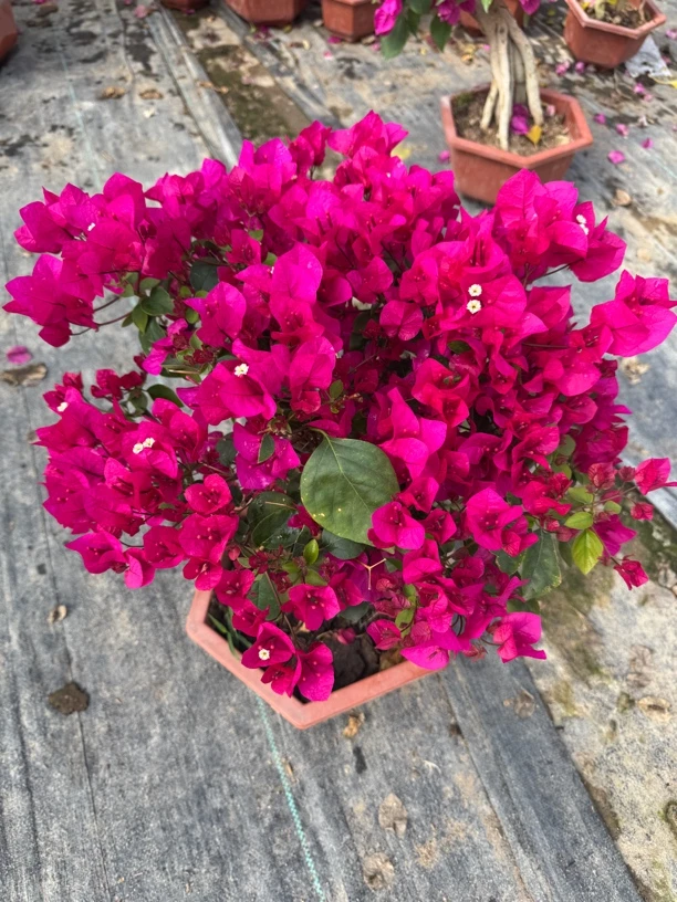 三角梅（一物一拍）