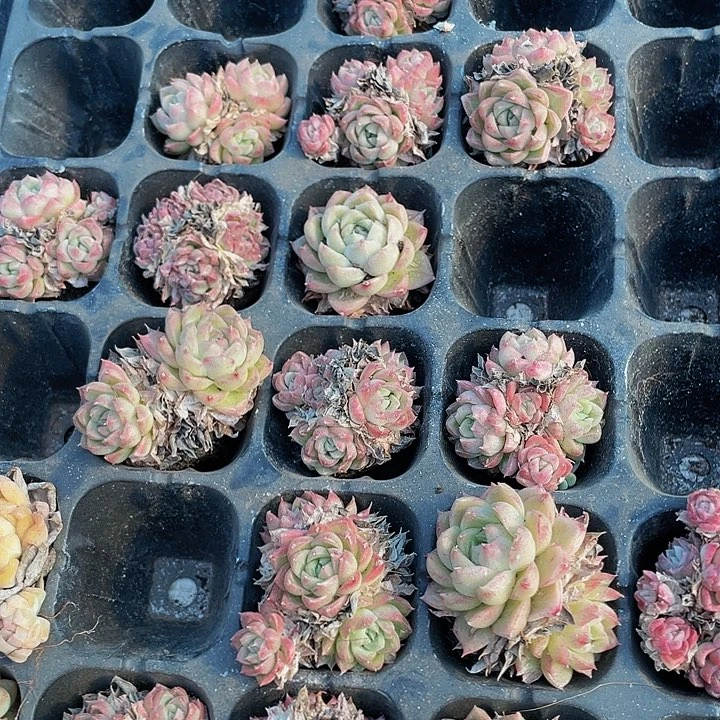 小女王群1元带土发