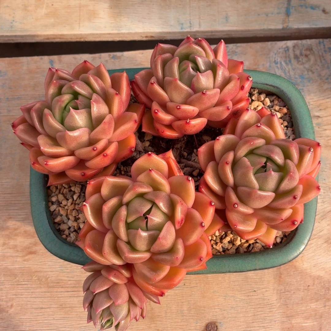 多肉植物 香槟玫瑰-4