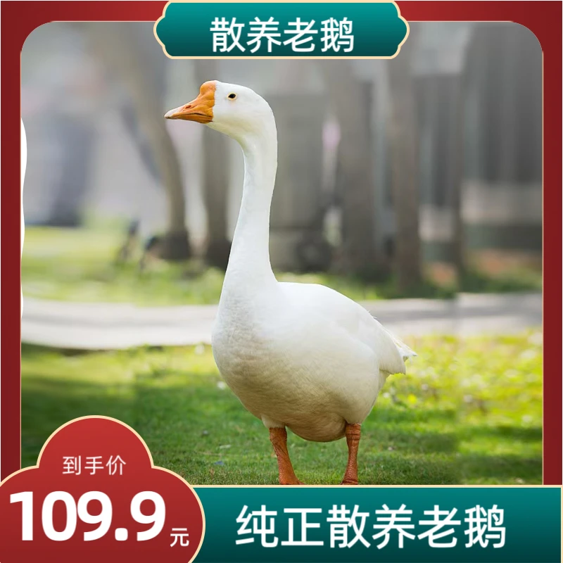 农家散养散放大白鹅老鹅