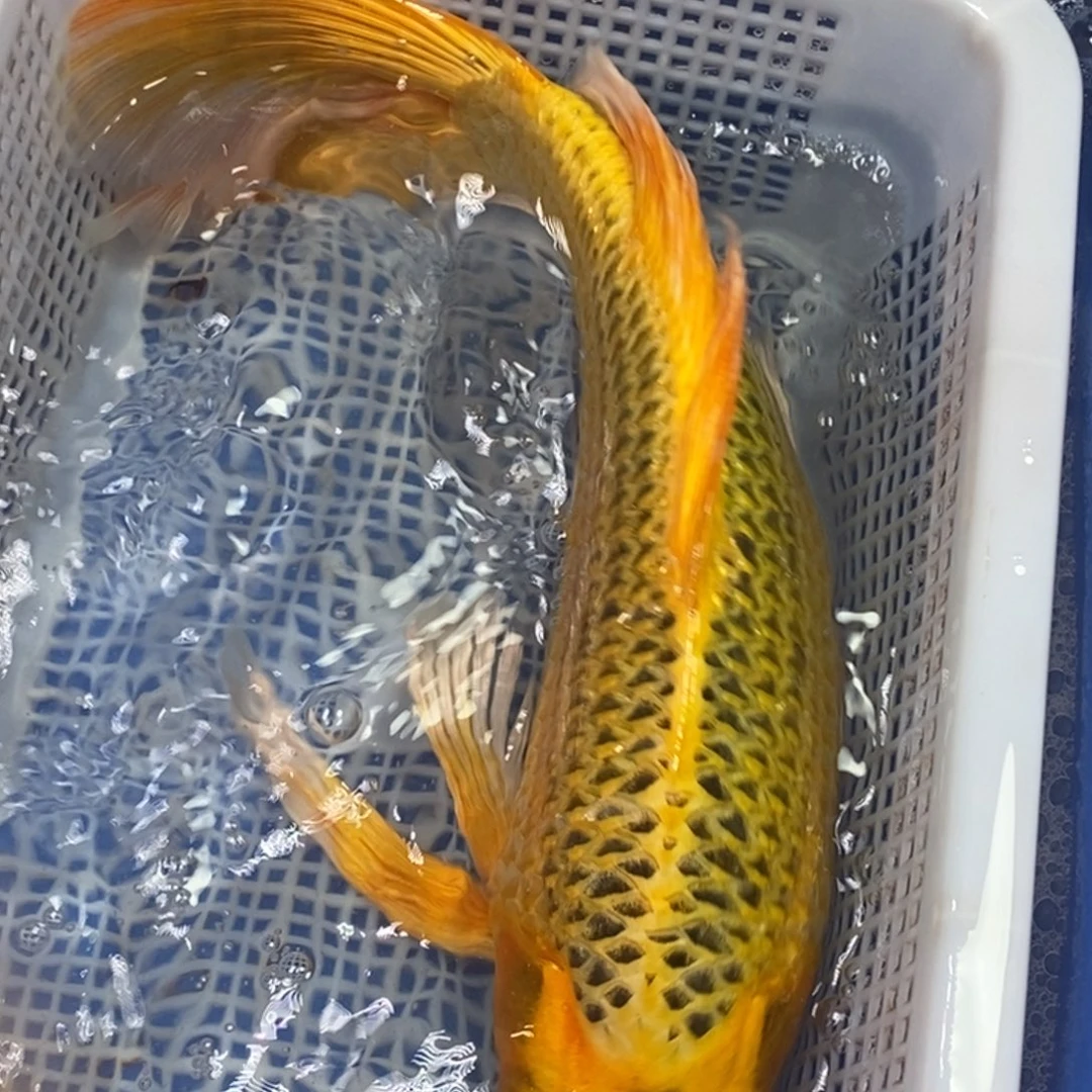 锦鲤冷水锦鲤包邮z