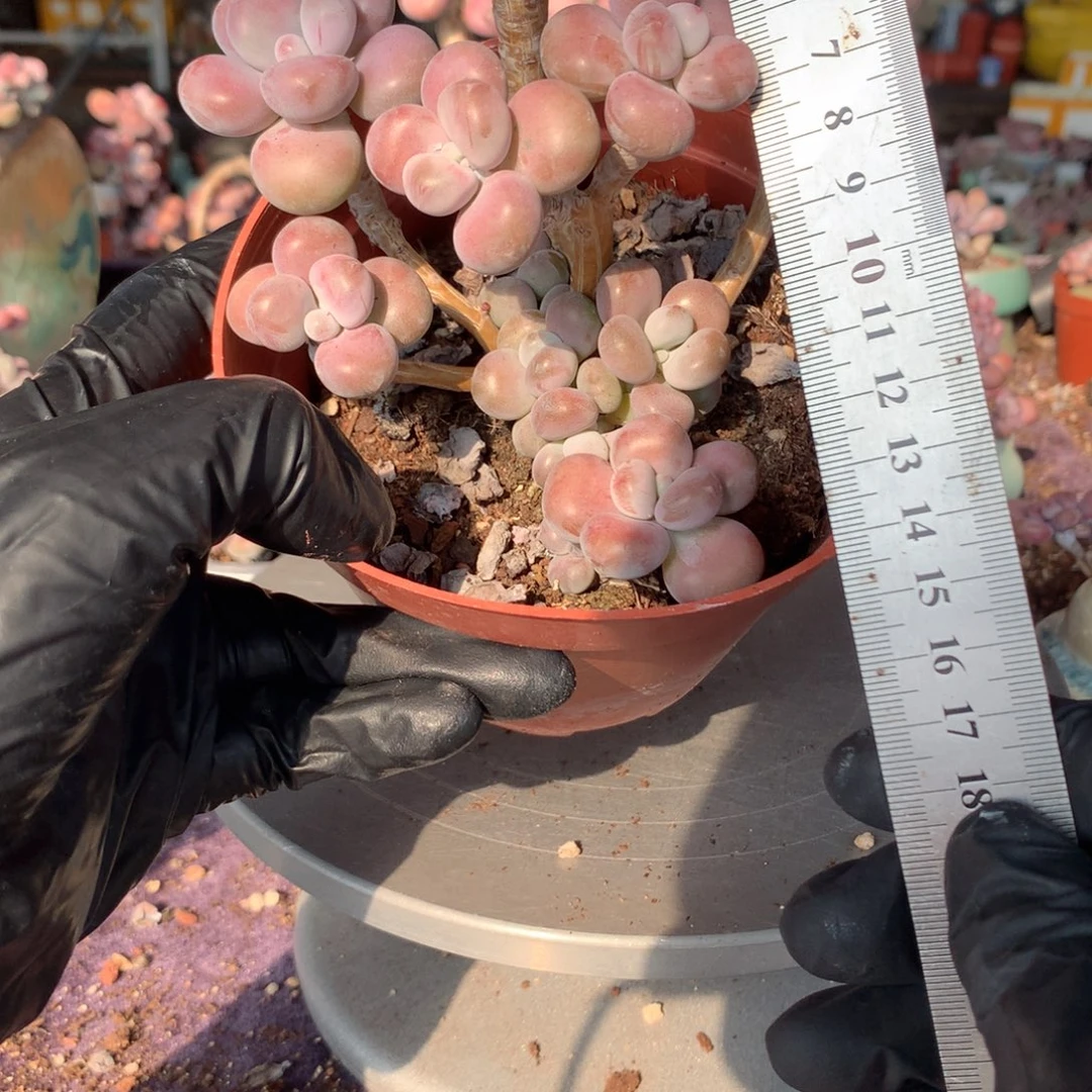 60号不带盆偏远地区不包邮的