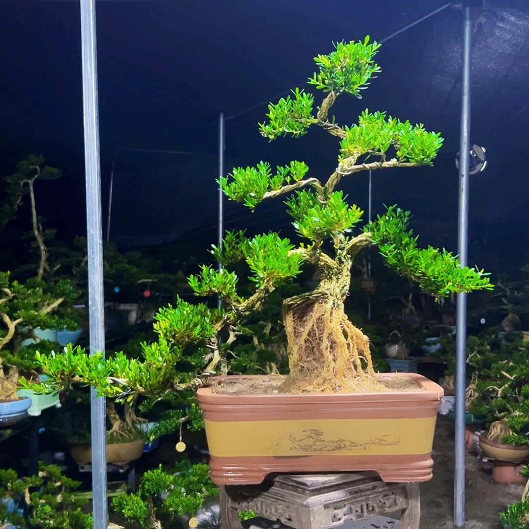 无花朵广东黄杨木盆景
