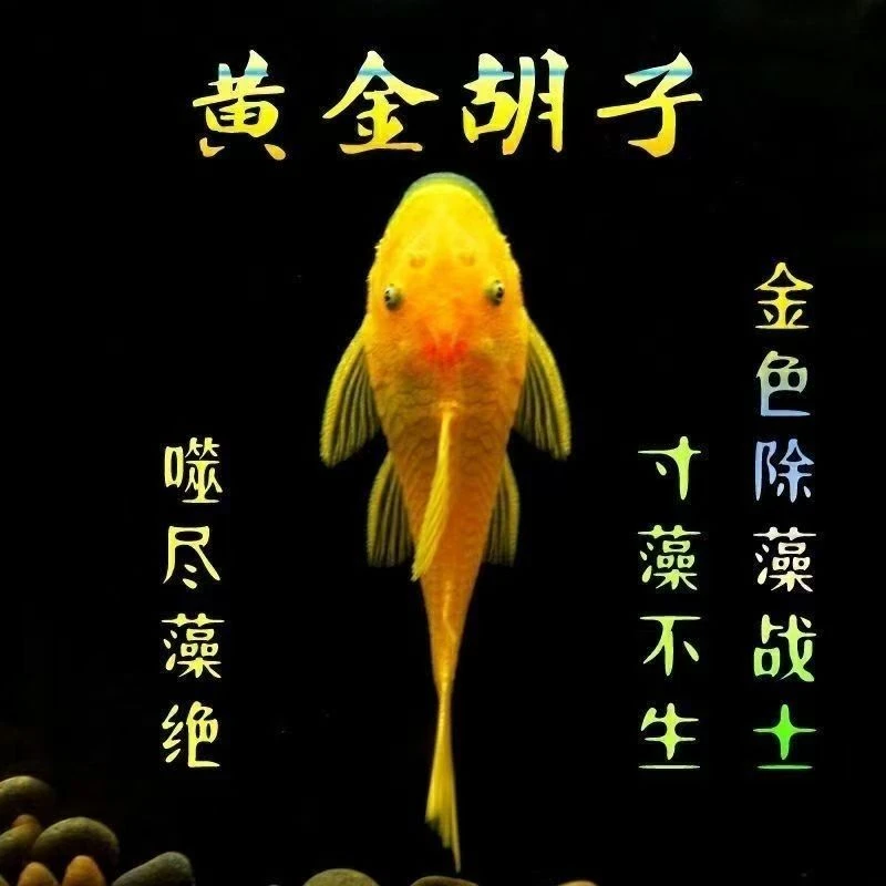 胡子鱼活体淡水除藻工具鱼清道夫草缸清洁好帮手