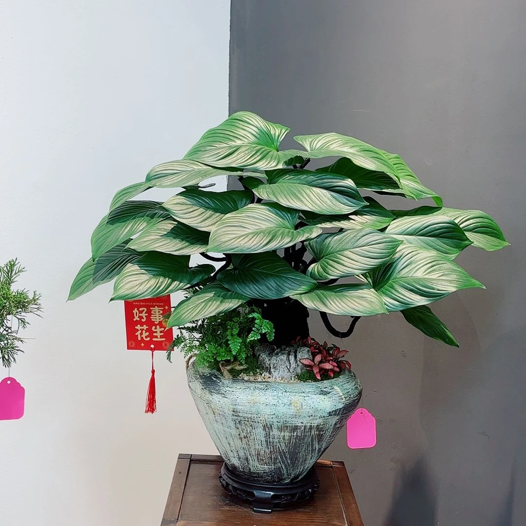 无花朵里*?高端艺术盆景一物一拍