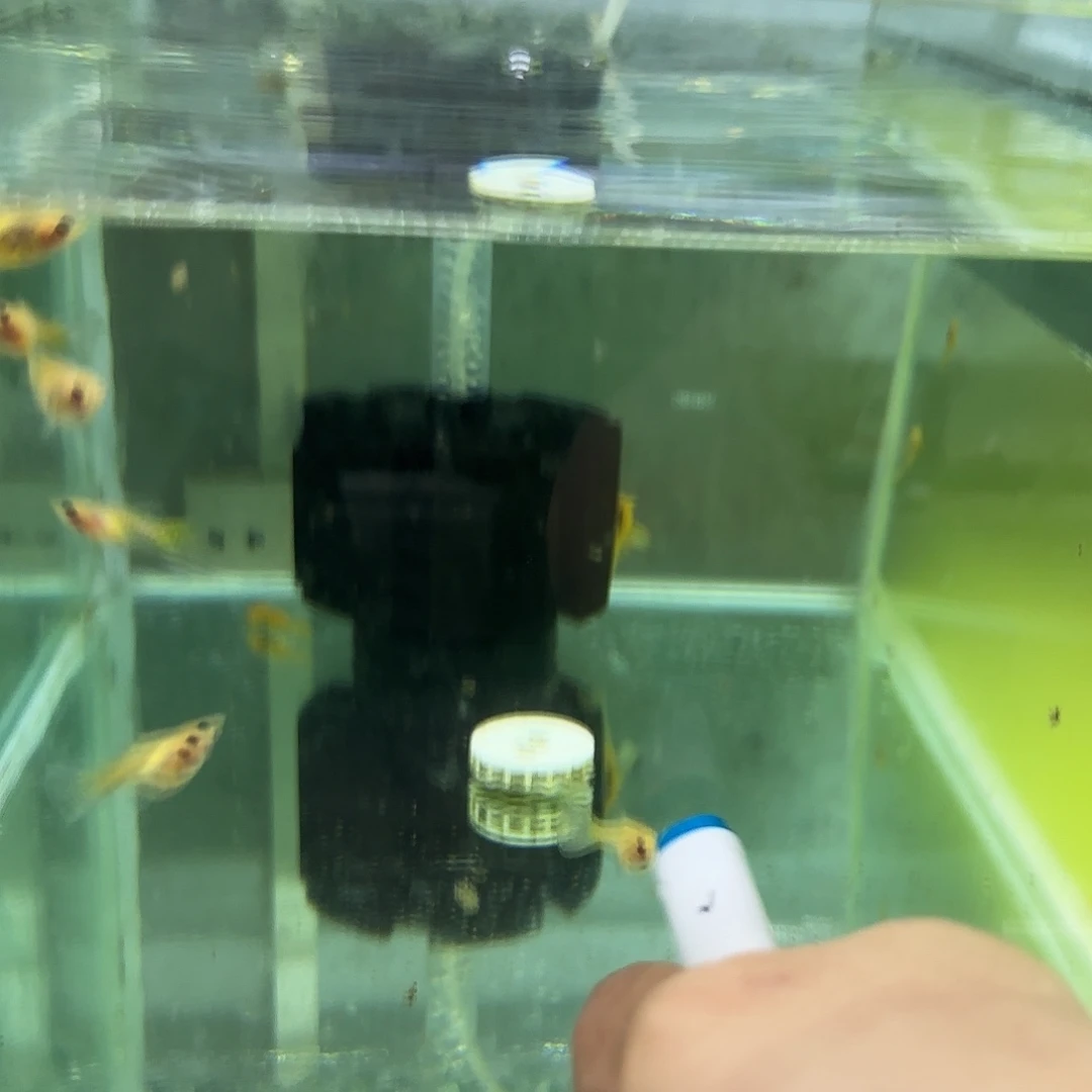 孔雀鱼黄蕾丝玻璃猫清港54