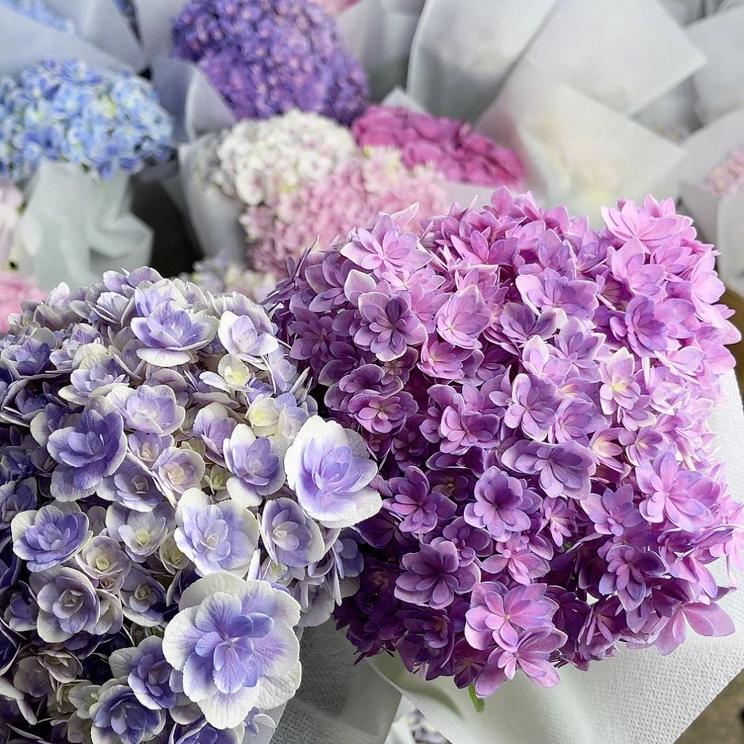 J***e完全开放稀有绣球花47两枝