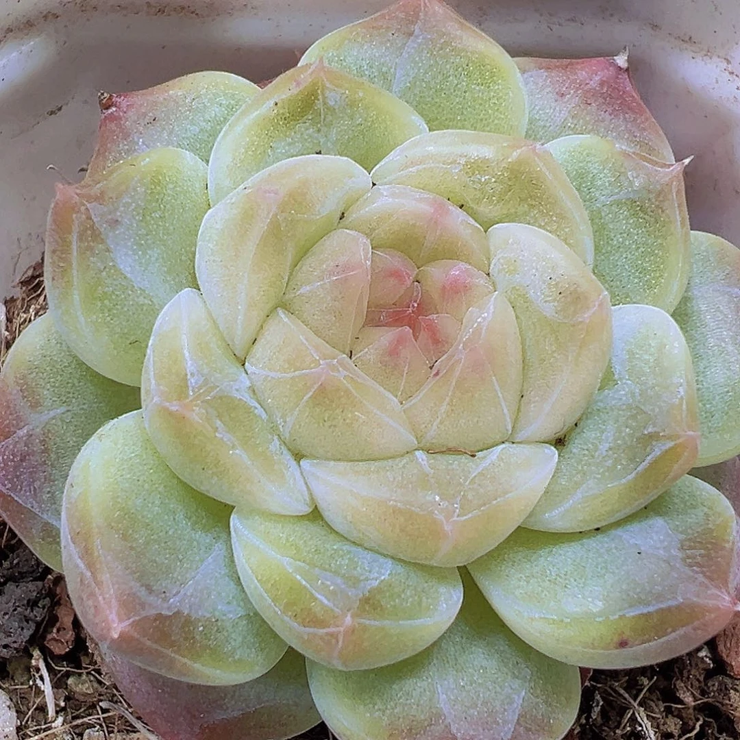 冰雪绒19包邮多肉植物