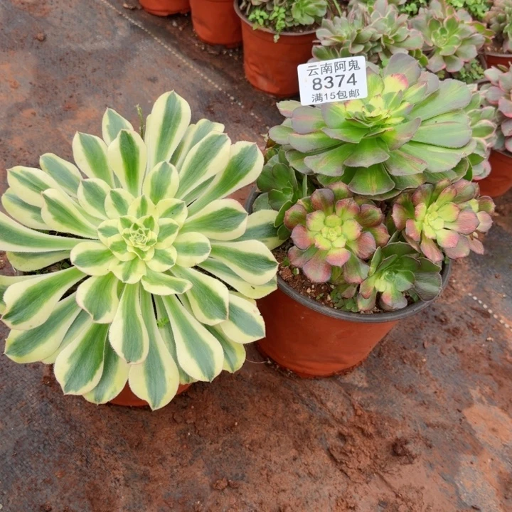 8374号两颗啊啊啊啊啊