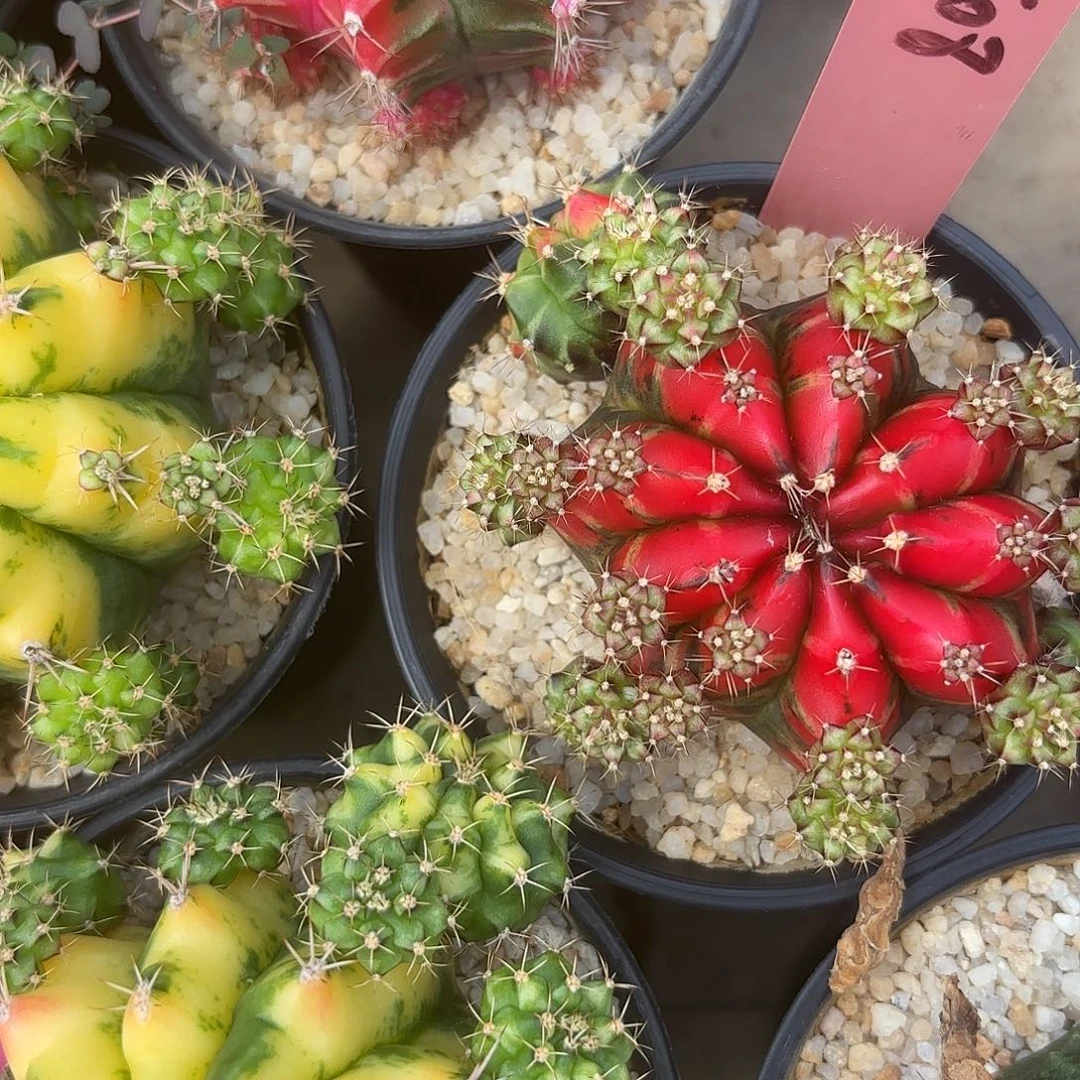 花***夏508-0801泰国发货