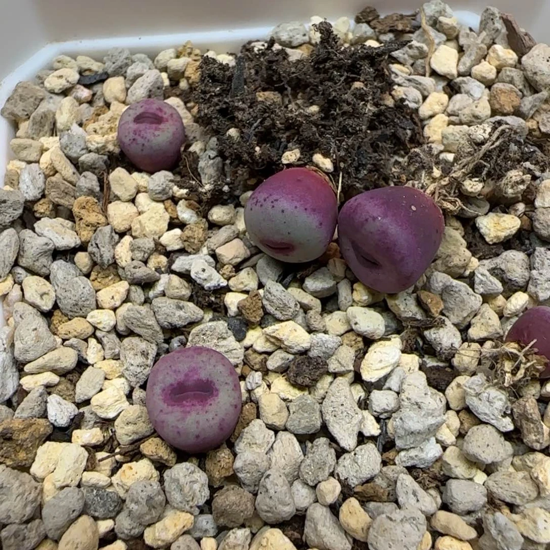 *****多肉植物四颗小红嘴