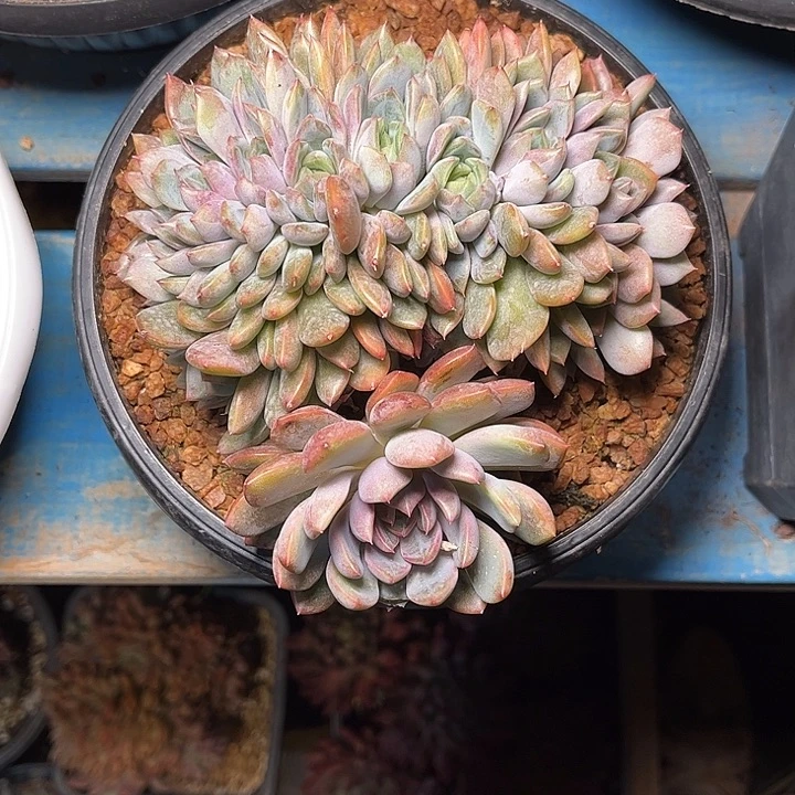 多肉植物一物一拍