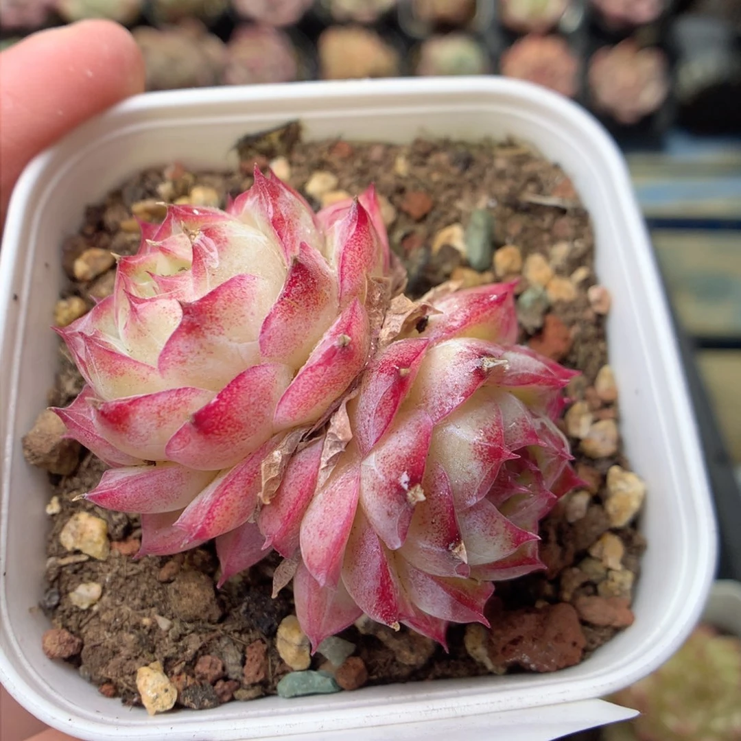 F156 ，柿子多肉20包邮两天凑单