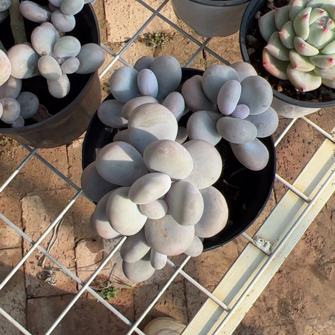 锦****房奶酪群 优惠3元