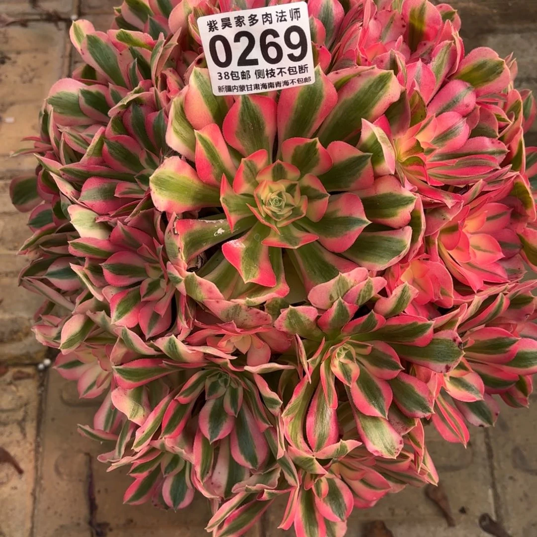 1棚法师000000269女巫