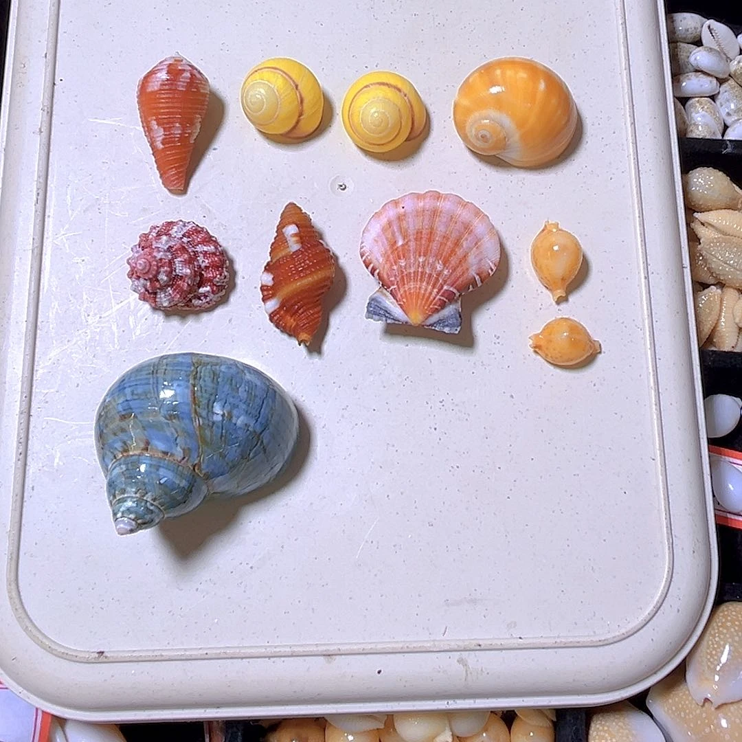语*天然海螺贝壳宝螺