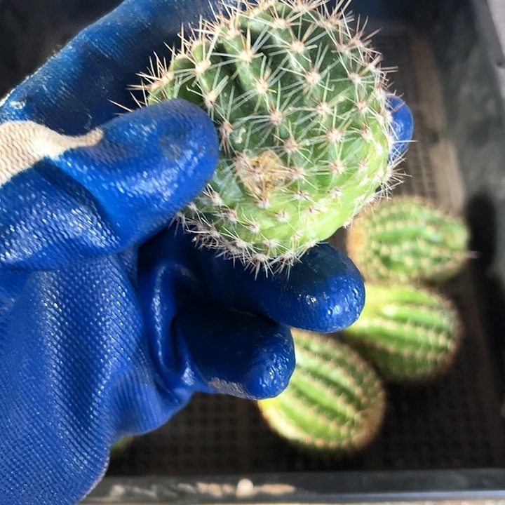 虎*兰凤羽10号侧芽歪4公分左右疤