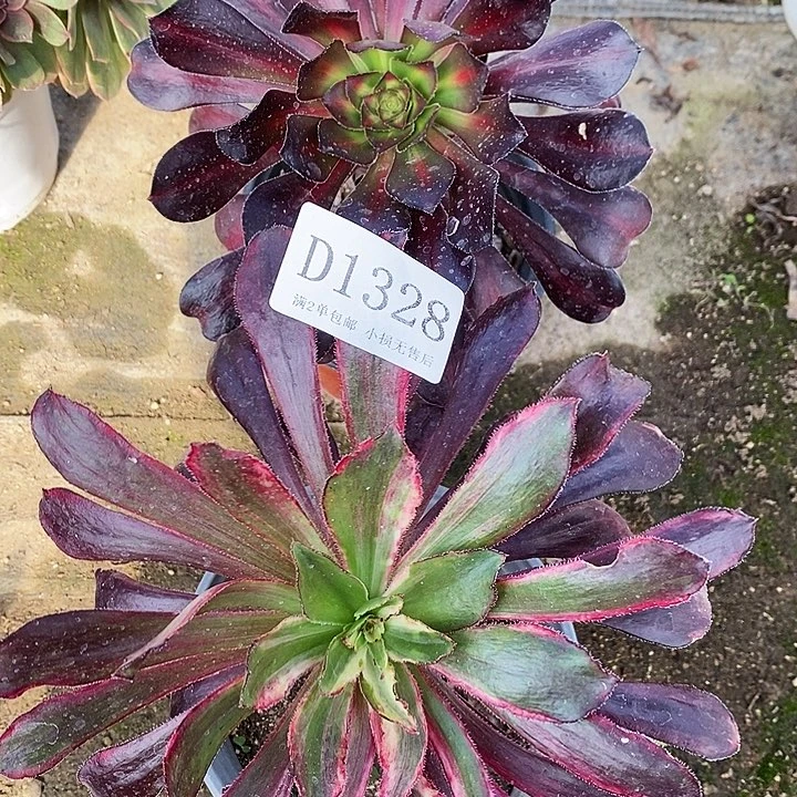 1328法师多肉2组合