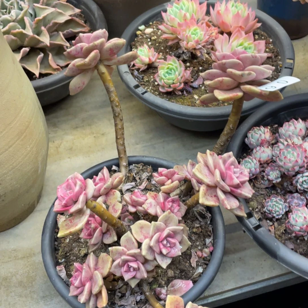 小*黑大帅多肉法师和我90