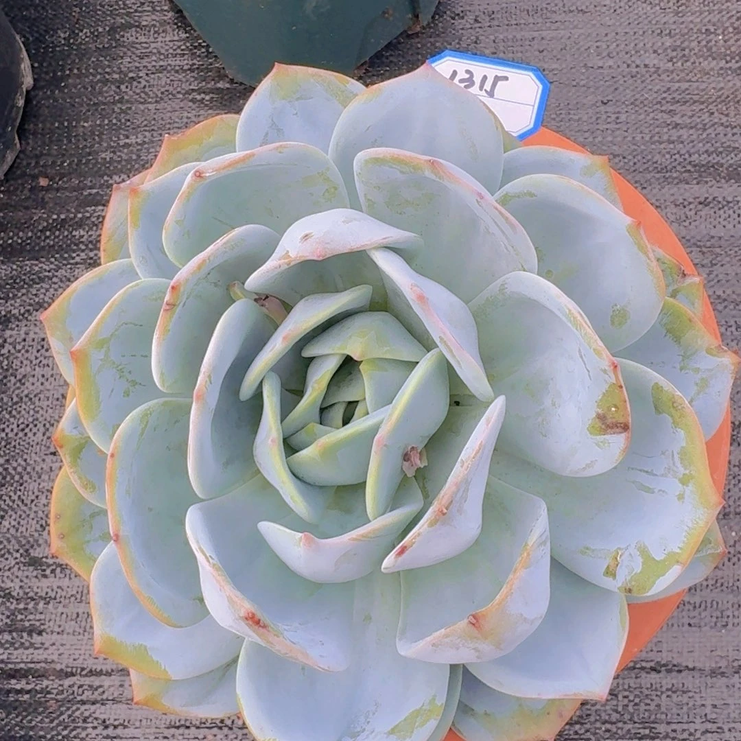 1315凤橙凡艺多肉