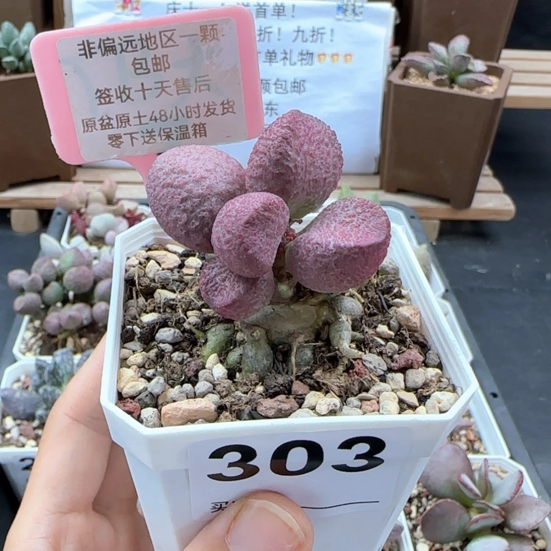 303红烧肉多肉植物