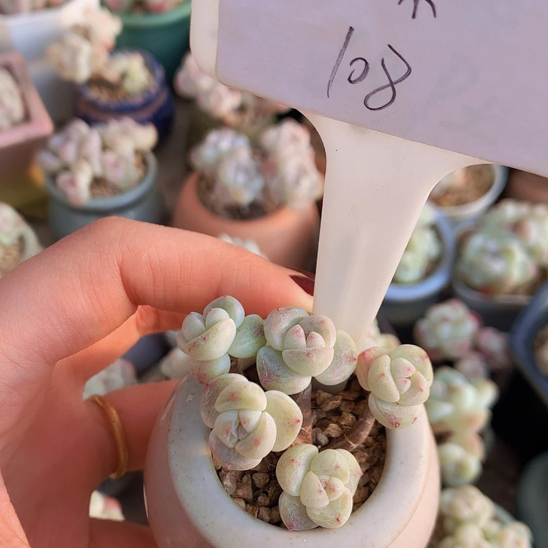 芒果脱土发货冰玉小叶