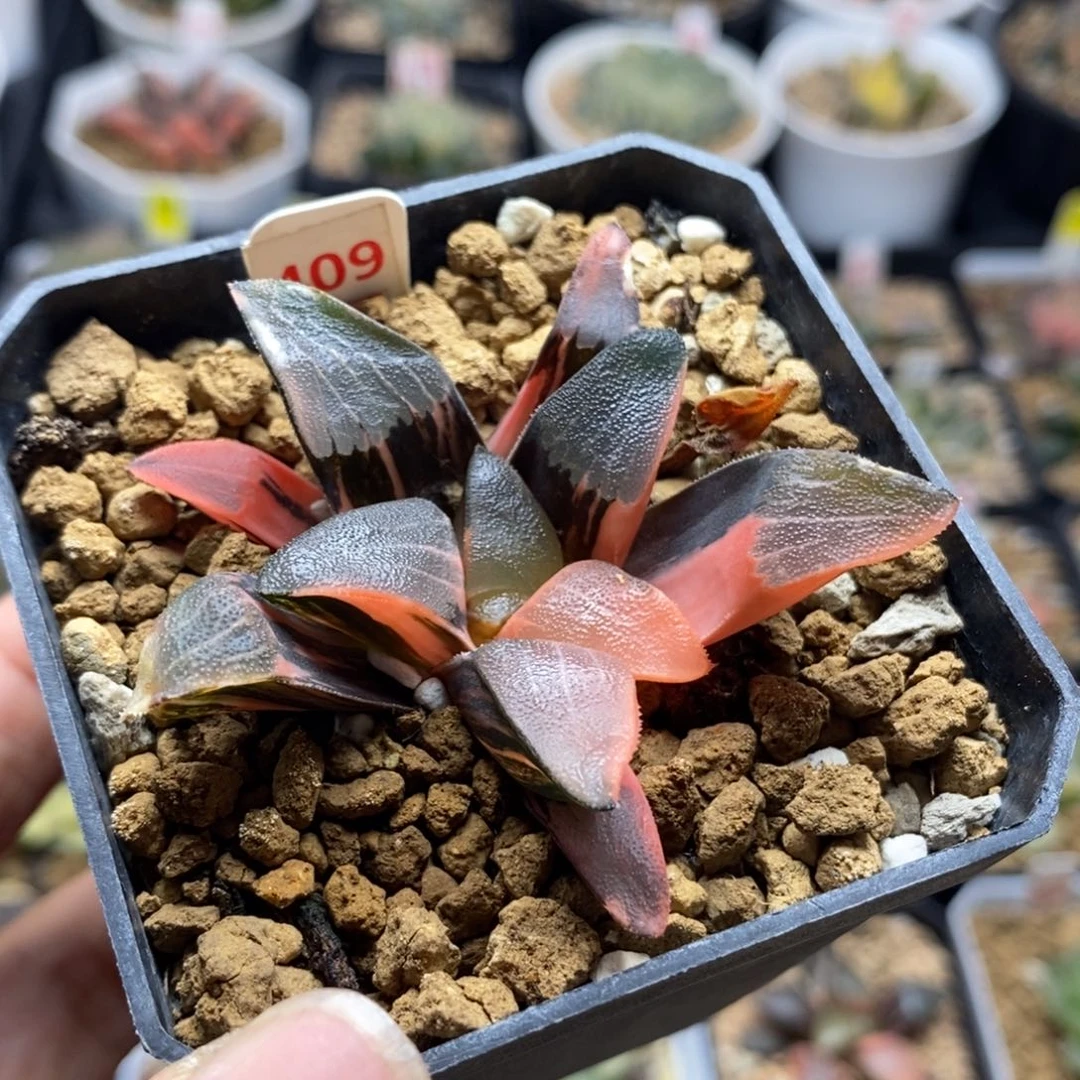 梦***丶409冰面克一物一拍