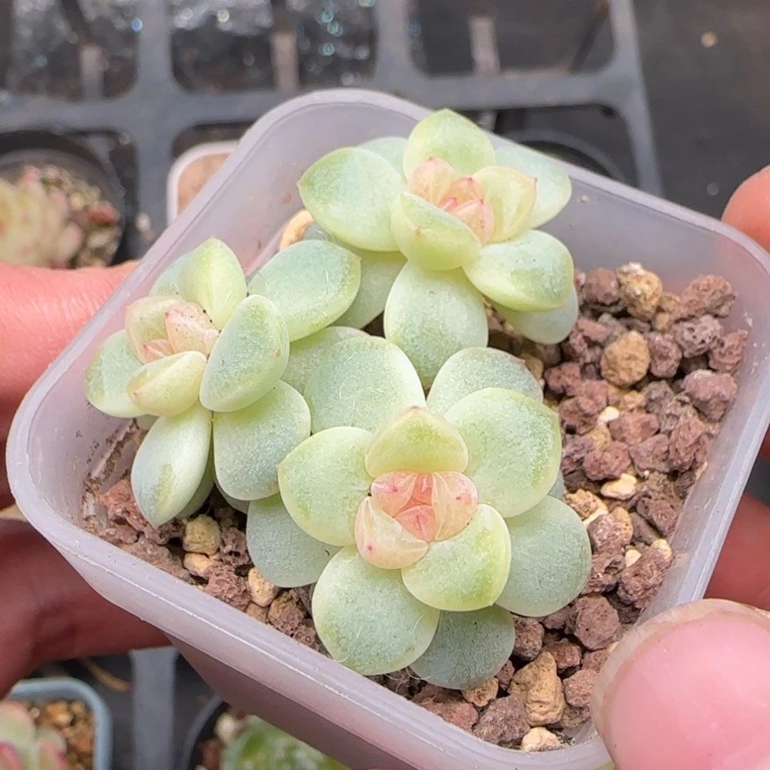 一物一拍三头朵朵竹马群