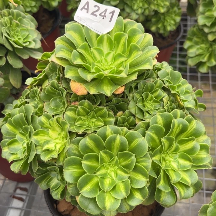 241翡翠琉璃22厘米左右