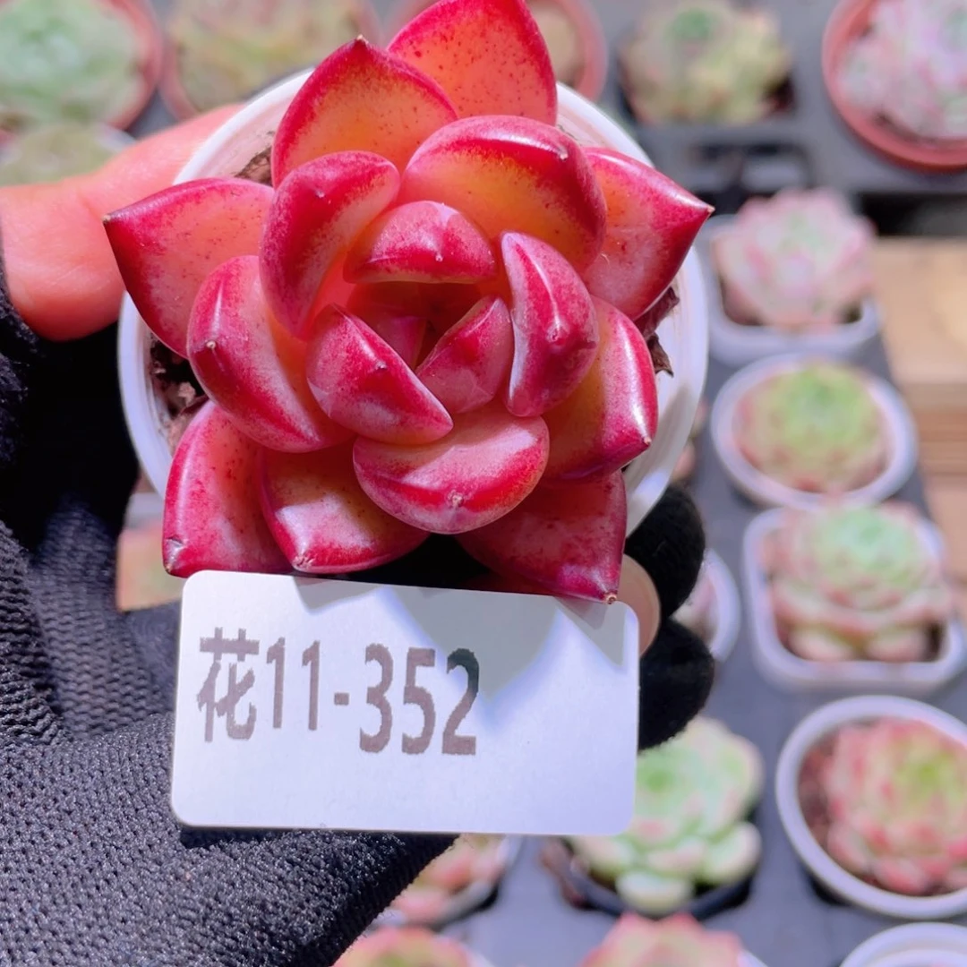 花利美11-352醉霞