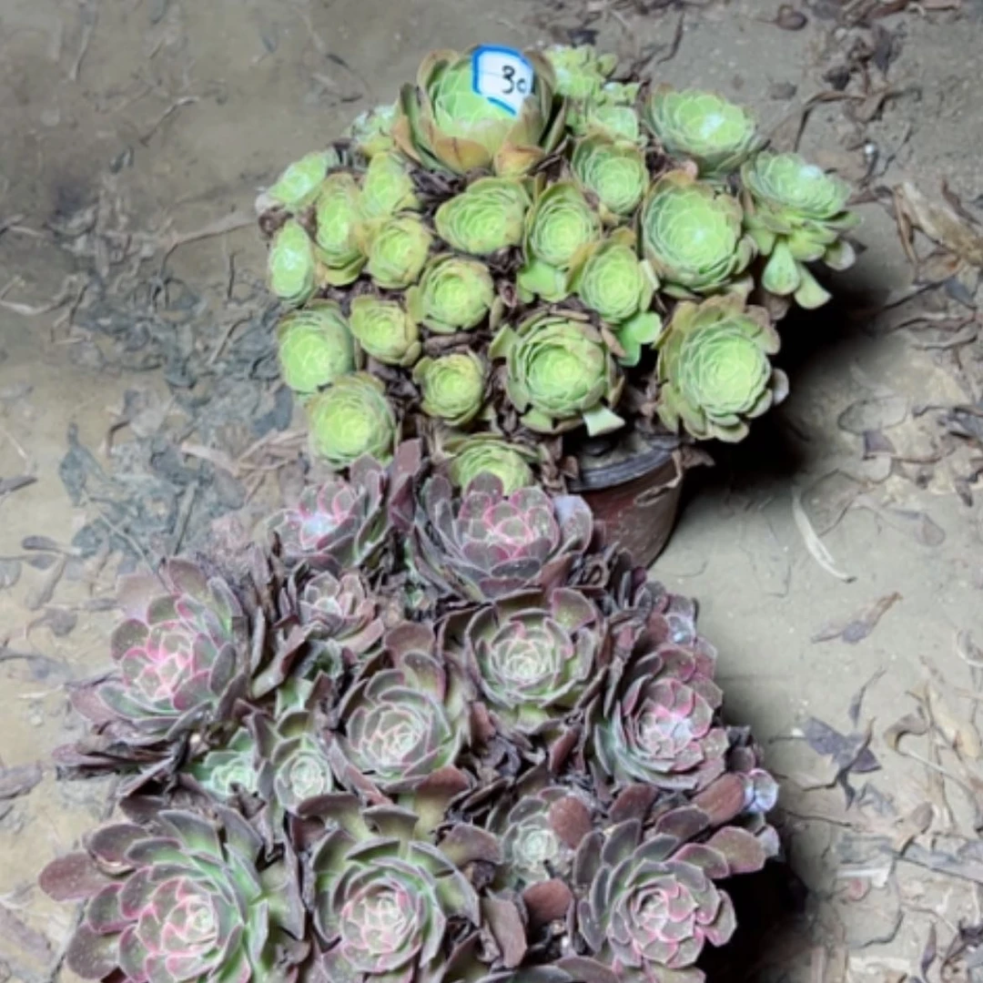 【闪购商品】多肉植物处理断枝不包39