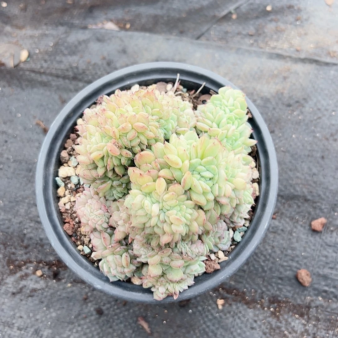 多肉植物缀化脱土发货