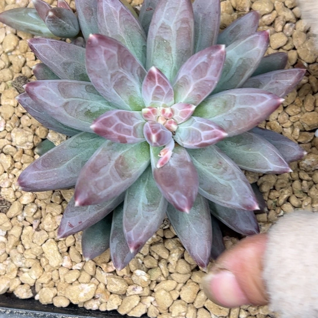 凉***。凉人梦 雪黛丽 寄养