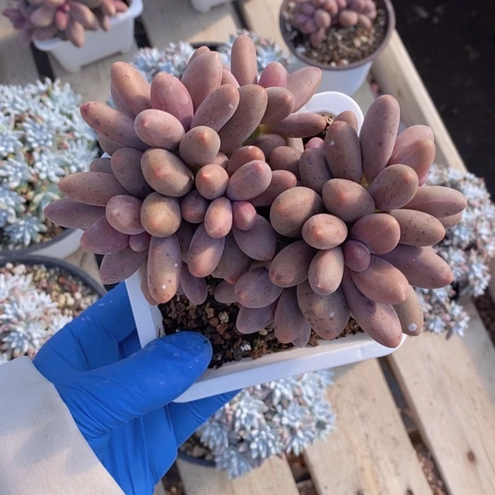 糖果美人叶插群137号