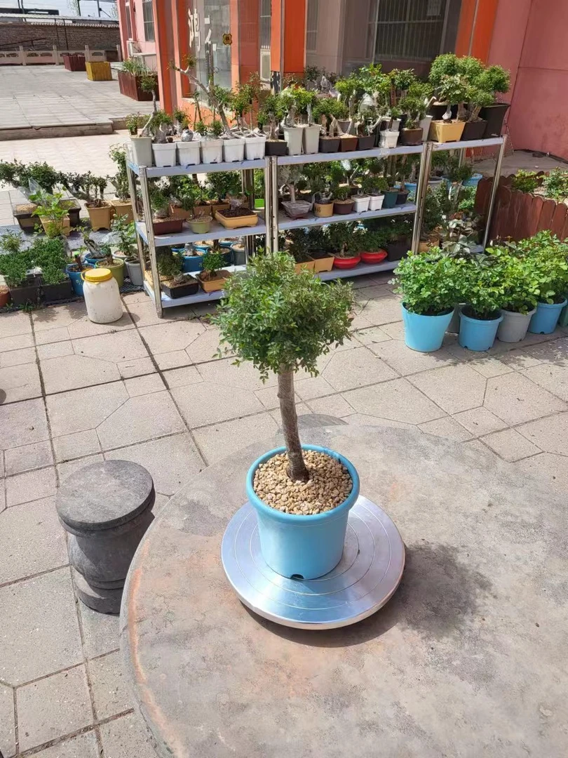 微型月季盆景一物一拍