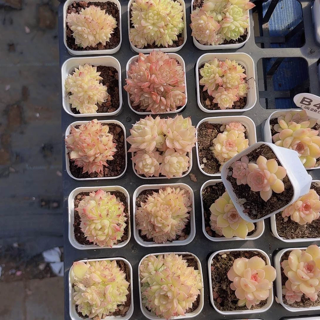 屁****?麦秆打包一物一拍