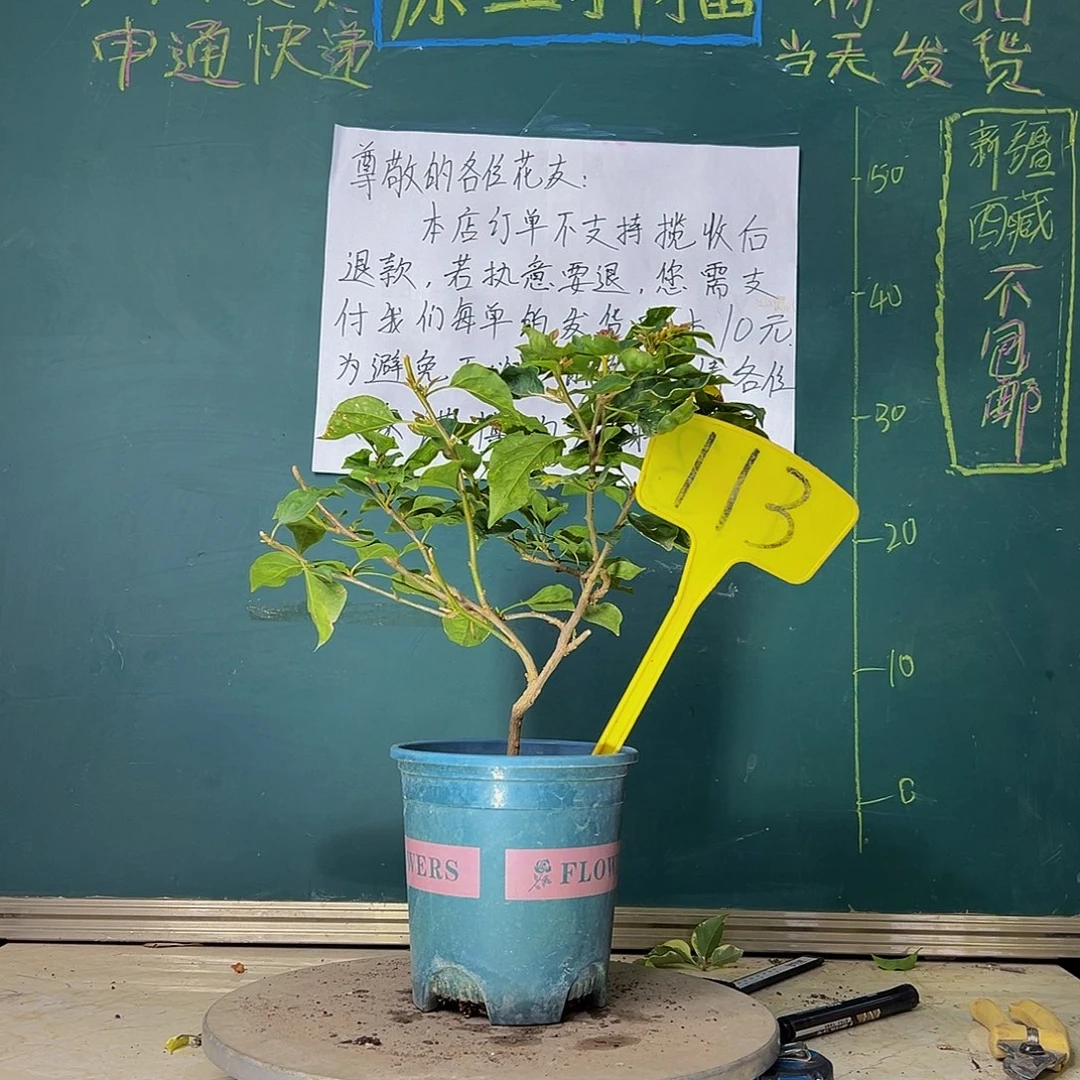 当前无花栽培后可以开花红九月113