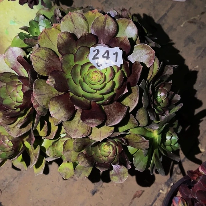 241花月夜多肉植物处理不售后黑拉丝